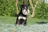 SCHNAUZER NAIN 072